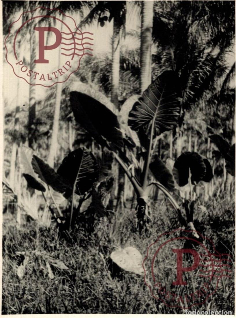 Fotograf&iacute;a antigua: OCEANIA OCEANIE. NOUVELLE CALEDONIE. NUEVA CALEDONIA. +- 17.5X12.5CM