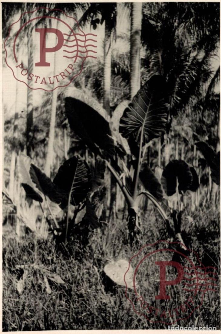 Fotograf&iacute;a antigua: OCEANIA OCEANIE. NOUVELLE CALEDONIE. NUEVA CALEDONIA. +- 17.5X12.5CM
