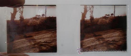 Fotograf&iacute;a antigua: Placa cristal .. Paisaje con &aacute;rbol