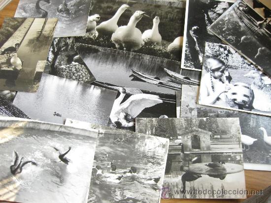 Fotograf&iacute;a antigua: LOTE DE 33 FOTOGRAFIAS DE PATOS U OCAS DE UN CONCURSO DE TELEVISION ESPA&Ntilde;OLA - A&Ntilde;OS 70