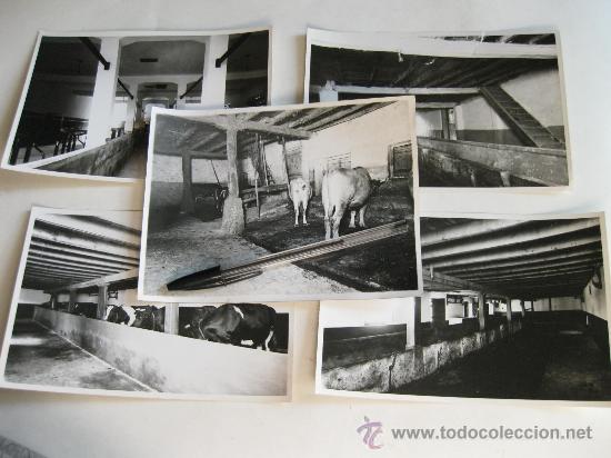 Fotograf&iacute;a antigua: CINCO FOTOGRAFIAS DE ESTABLOS PARA REFORMAR EN VIZCAYA - INSTITUTO NACIONAL DE COLONIZACION
