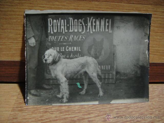 Fotografía antigua: fotografia de concurso canino - Foto 1 - 50415665