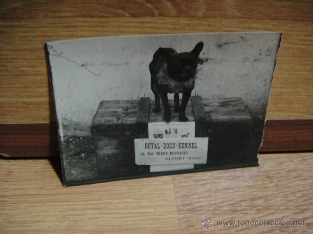 Fotografía antigua: fotografia de concurso canino - Foto 1 - 50415690