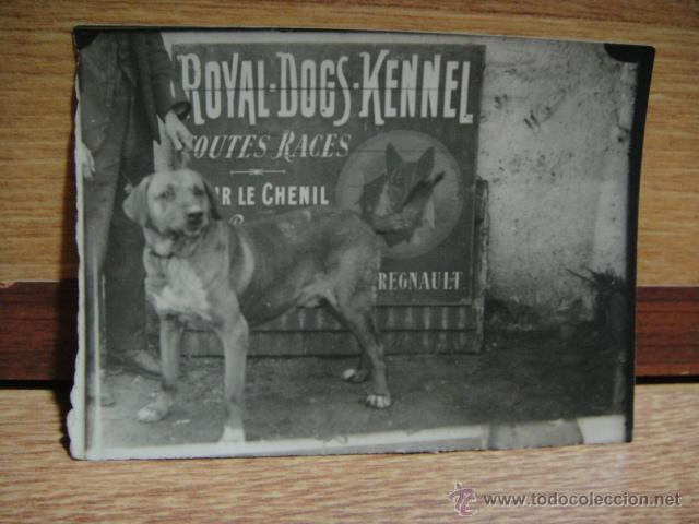 Fotografía antigua: fotografia de concurso canino - Foto 1 - 50415741