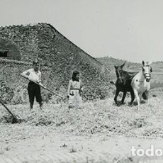 Fotografía antigua: GUIMERÀ. CATALUÑA. NIÑOS DESTRIANDO EL GRANO DE LA PAJA. PRECIOSA IMAGEN. AÑOS 30