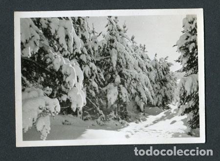 Fotograf&iacute;a antigua: LA MOLINA. Estaci&oacute;n de esqu&iacute;. Nieve. Pinos. 2/1950