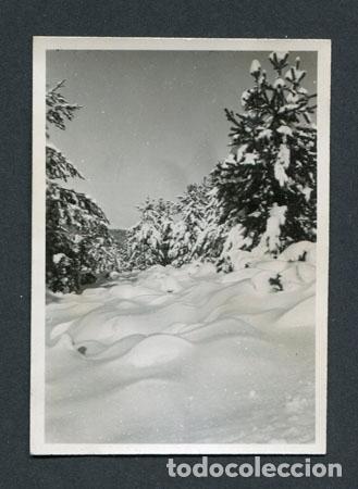 Fotograf&iacute;a antigua: LA MOLINA. Estaci&oacute;n de esqu&iacute;. Bosque nevado.  2/1950