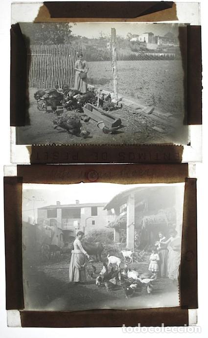 Antique Photography: PATI DE CAN ROCA, 1900'S. 2 CRISTALES POSITIVOS 8X8 CM.