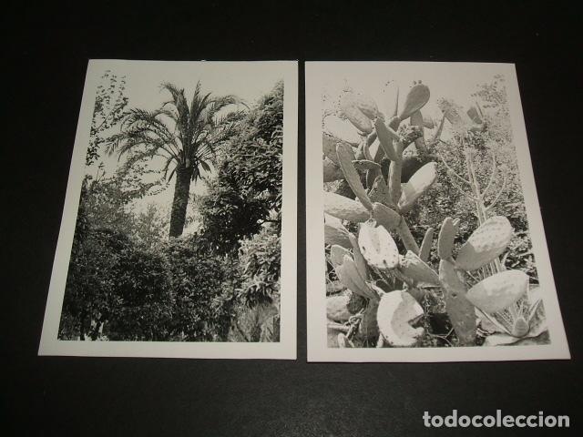 Fotografia antiga: CORDOBA PALMERA Y CHUMBERA 2 FOTOGRAFIAS A&Ntilde;OS 40 POR VIAJERO ALEMAN 7,5 X 10,5 CMTS