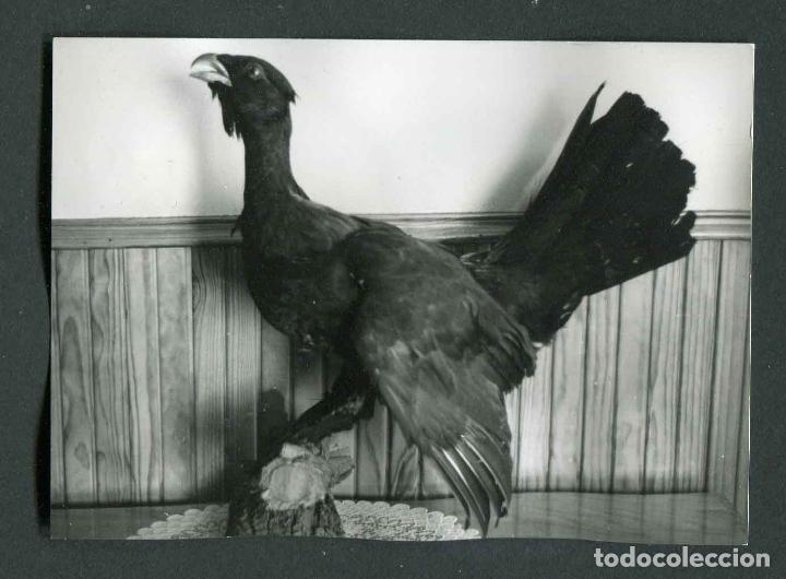 Fotograf&iacute;a antigua: Valle de Ar&aacute;n. c.1960. Urugallo. Taxidermista.
