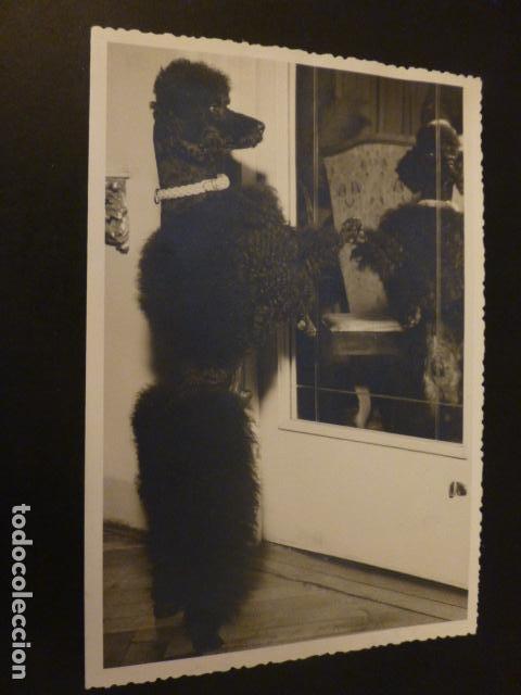 Fotografia antiga: PERRO DE PIE FOTOGRAFIA ANTIGUA 11,5 X 17 CMTS