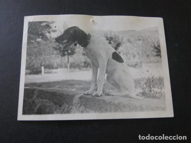 Photographie ancienne: PERRO DE CAZA FOTOGRAFIA  A&Ntilde;OS 40 7,5 X 10,5 CMTS