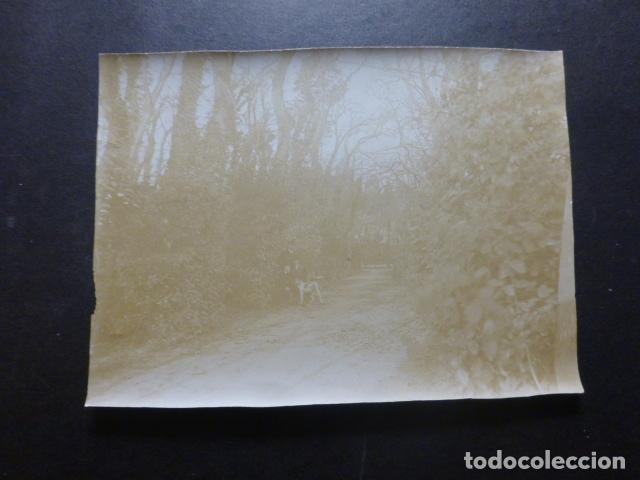 Antique Photography: BURGOS BOSQUE FOTOGRAFIA HACIA 1900 8 X 11 CMTS