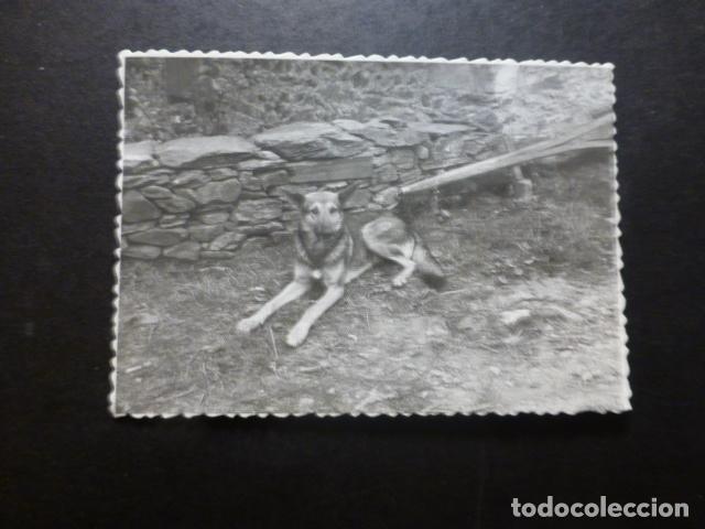 Fotografia antiga: PERRO PASTOR ALEMAN  EN ASTURIAS ANTIGUA FOTOGRAFIA 7 X 9,5 CMTS