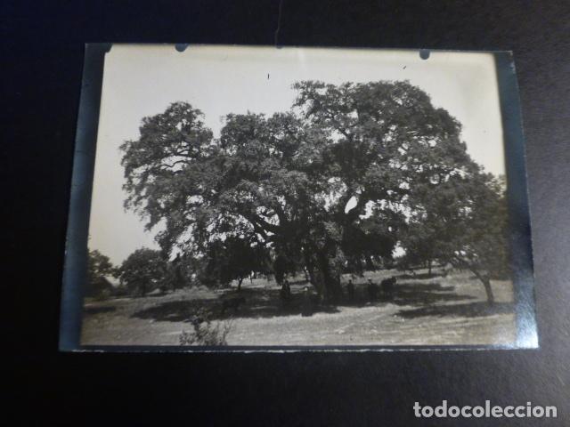 Fotografia antica: ALBURQUERQUE CACERES DEHESA DE PIEDRABUENA ENCINA GIGANTE FOTOGRAFIA HACIA 1900