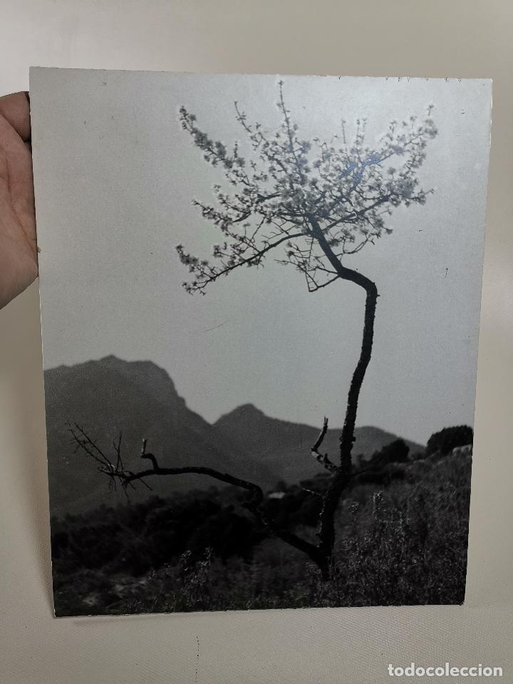 Alte Fotografie: ARTISTICA TARRAGONA---JOAN BIOSCA MESTRE-A&Ntilde;OS 50-A.F.REUS