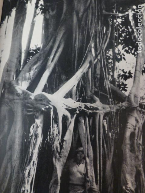 Fotograf&iacute;a antigua: LA OROTAVAA TENERIFE JARDIN DE ACLIMATACION ANTIGUO HUECOGRABADO