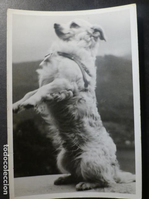 Fotograf&iacute;a antigua: PERRO ANTIGUA FOTOGRAFIA 7 X 10,5 CTMS