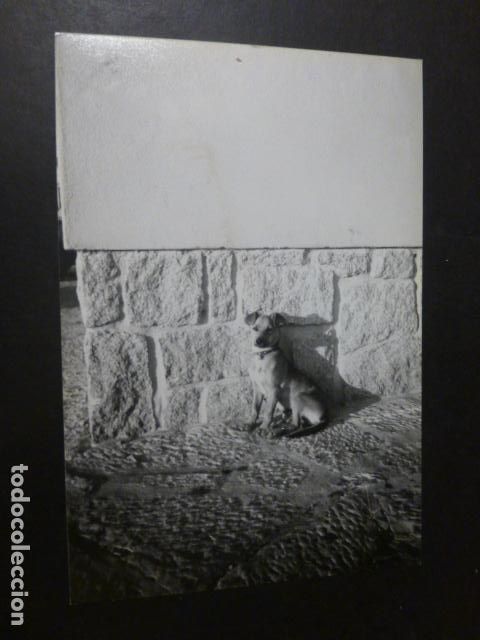 Photographie ancienne: PERRO FOTOGRAFIA 10 X 15 CMTS