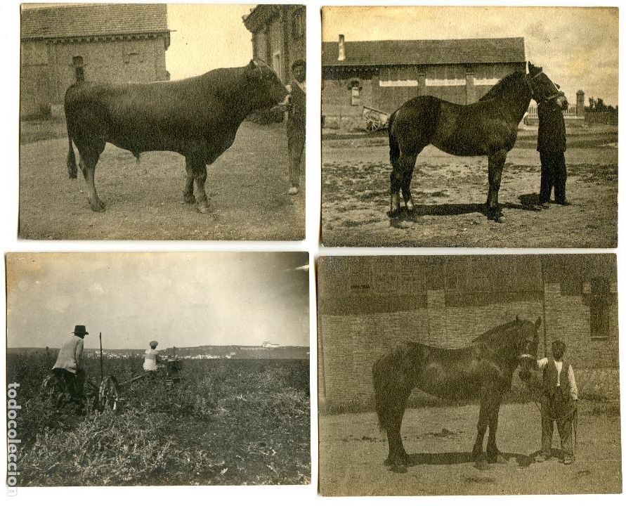 Alte Fotografie: Lote 8 fotos de granja agr&iacute;cola, con caballos, toros y mulas de razas selectas, a identificar