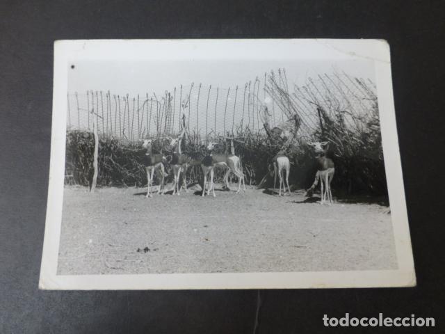 Alte Fotografie: SAHARA ESPA&Ntilde;OL REBA&Ntilde;O DE CABRAS ANTIGUA FOTOGRAFIA 10,5 X 7,5 CMTS