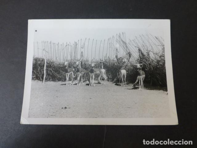 Fotografia antica: SAHARA ESPA&Ntilde;OL REBA&Ntilde;O DE CABRAS ANTIGUA FOTOGRAFIA 10,5 X 7,5 CMTS