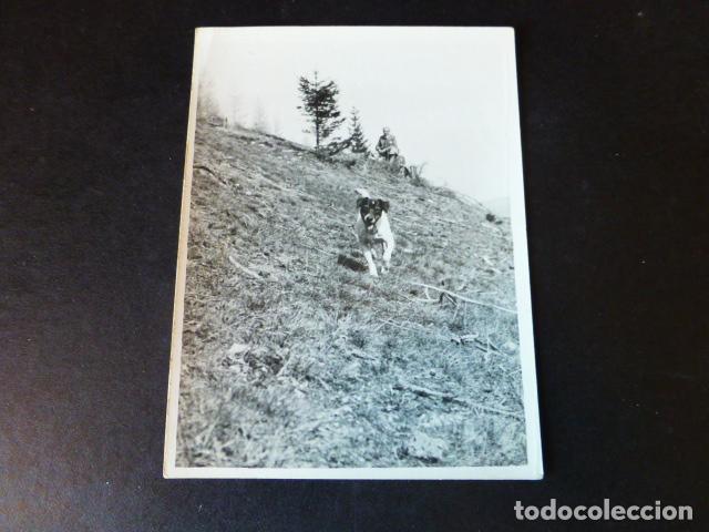 Fotografia antiga: PERRO EN EL MONTE ANTIGUA FOTOGRAFIA 9 X 12 CMTS