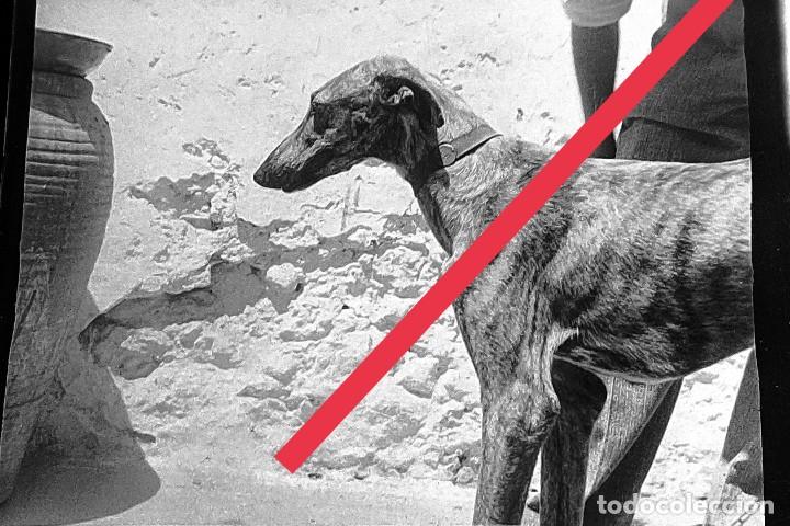 Fotografia antiga: Antiguo negativo o clich&eacute; de fotograf&iacute;a. Perro galgo. A&ntilde;os 40.