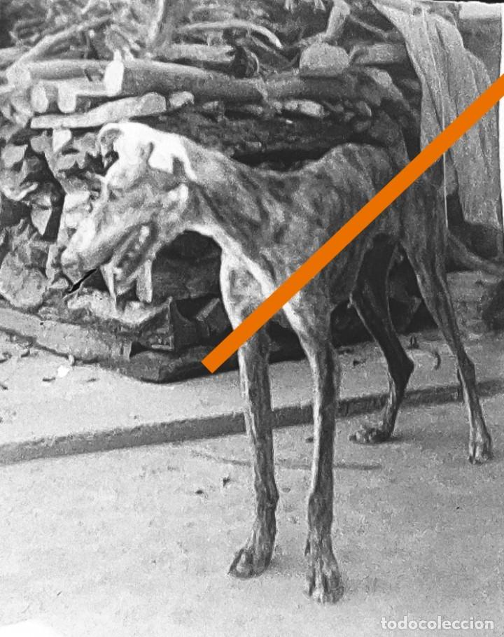Fotografia antica: Antiguo negativo o clich&eacute; de fotograf&iacute;a. Perro galgo. A&ntilde;os 40.