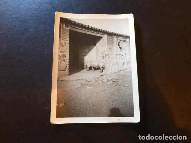 Alte Fotografie: DEHESA AGUAS DEL REY BADAJOZ ANTIGUA FOTOGRAFIA 7,5 X 10 CMTS