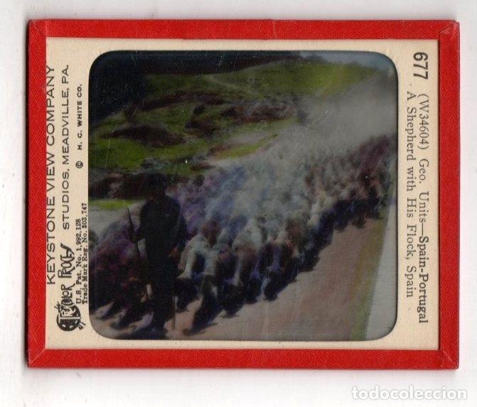 Antique Photography: PLACA CRISTAL PASTOR CON SU REBA&Ntilde;O. ESPA&Ntilde;A. KEYSTONE COMPANY. MEADVILLE, PENSILVANIA. N&ordm; 677