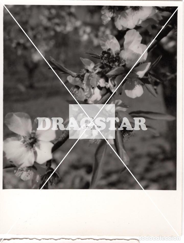 Antique Photography: FOTOGRAFIA ORIGINAL CASTELLON EN EL RECUERDO FLOR DE ALMENDRO.