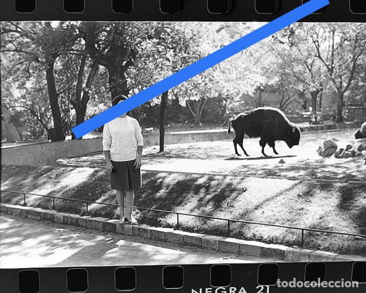 Fotografia antiga: Antiguo negativo o clich&eacute; de fotograf&iacute;a. Zool&oacute;gico de Barcelona. A&ntilde;os 50/60