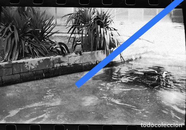 Photographie ancienne: Antiguo negativo o clich&eacute; de fotograf&iacute;a. Zool&oacute;gico de Barcelona. A&ntilde;os 50/60