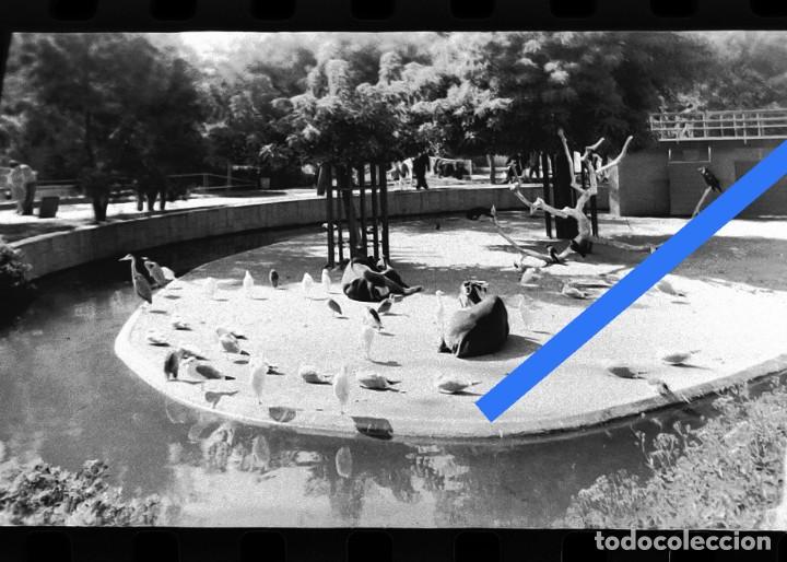 Fotografia antiga: Antiguo negativo o clich&eacute; de fotograf&iacute;a. Zool&oacute;gico de Barcelona. A&ntilde;os 50/60