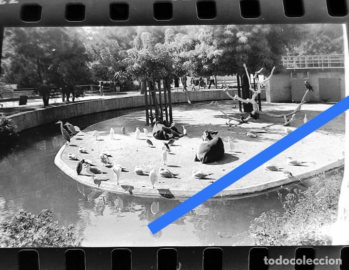 Photographie ancienne: Antiguo negativo o clich&eacute; de fotograf&iacute;a. Zool&oacute;gico de Barcelona. A&ntilde;os 50/60