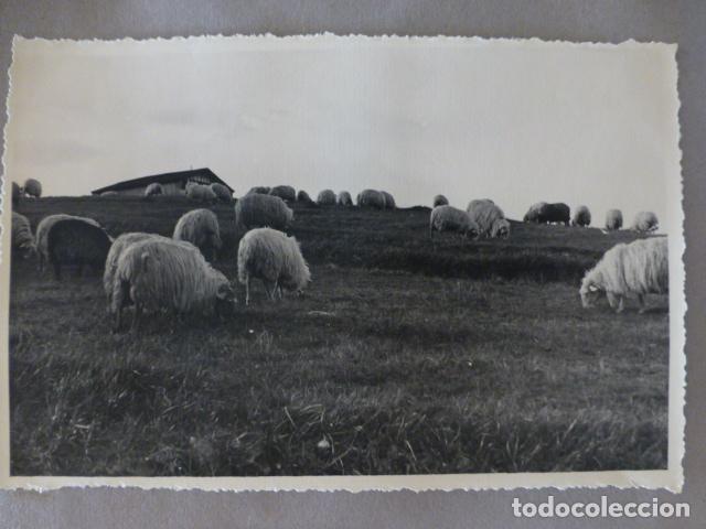 Fotografia antica: FUENTERRABIA GUIPUZCOA REBA&Ntilde;O EN PRADO VASCO FOTOGRAFIA ABRIL 1939 9,5 X 14,5 CMTS