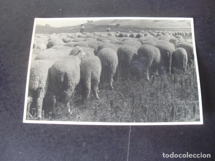 Fotograf&iacute;a antigua: CASTILLA PASTORES CON REBA&Ntilde;O DE OVEJAS A&Ntilde;OS 30 ANTIGUA FOTOGRAFIA 10 X 15 CMTS