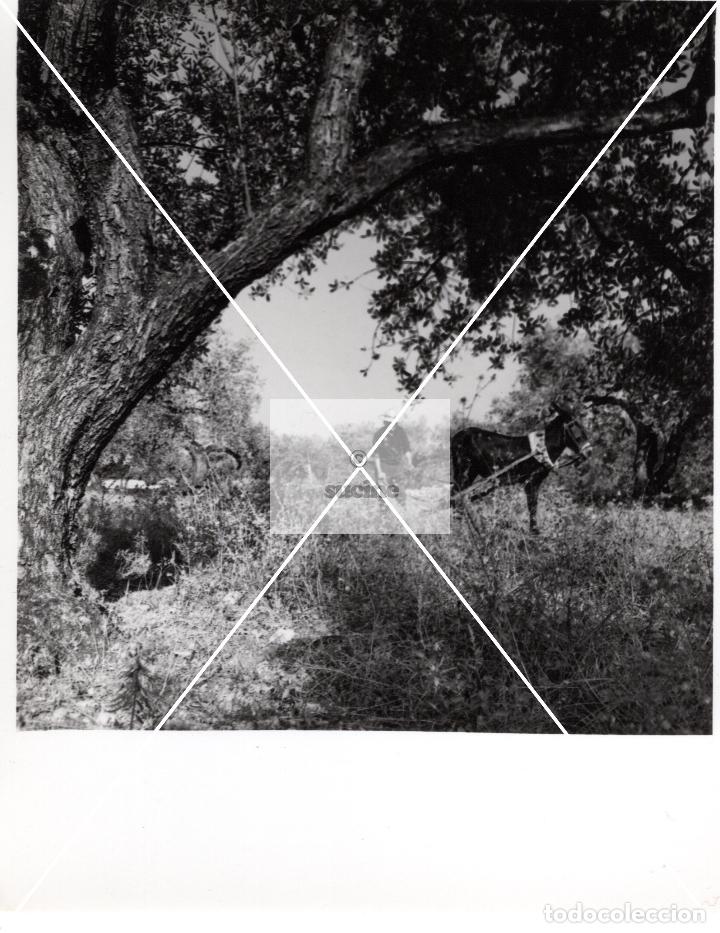 Antique Photography: PROVINCIA DE CASTELLON EN EL RECUERDO ANTIGUOS OFICIOS LABRANZA FOTOGRAFIA ORIGINAL TAMA&Ntilde;O 10X10