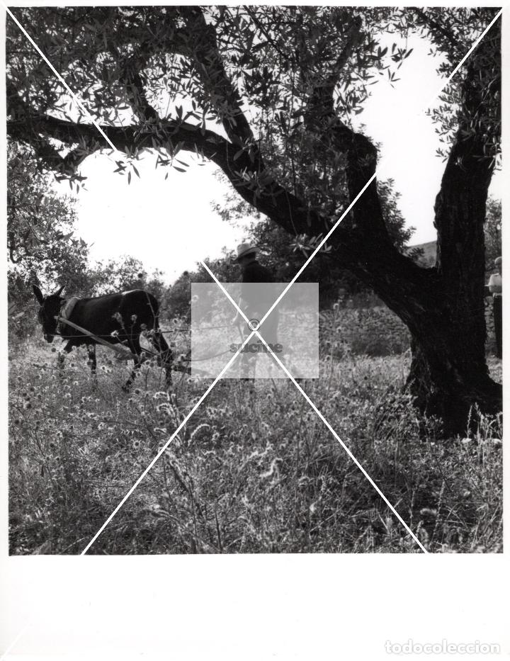 Antique Photography: PROVINCIA DE CASTELLON EN EL RECUERDO ANTIGUOS OFICIOS LABRANZA FOTOGRAFIA ORIGINAL TAMA&Ntilde;O 10X10