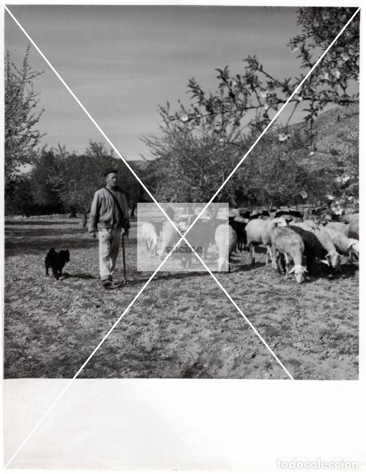 Antique Photography: PROVINCIA DE CASTELLON EN EL RECUERDO ANTIGUOS OFICIOS EL PASTOREO FOTOGRAFIA ORIGINAL TAMA&Ntilde;O 10X10