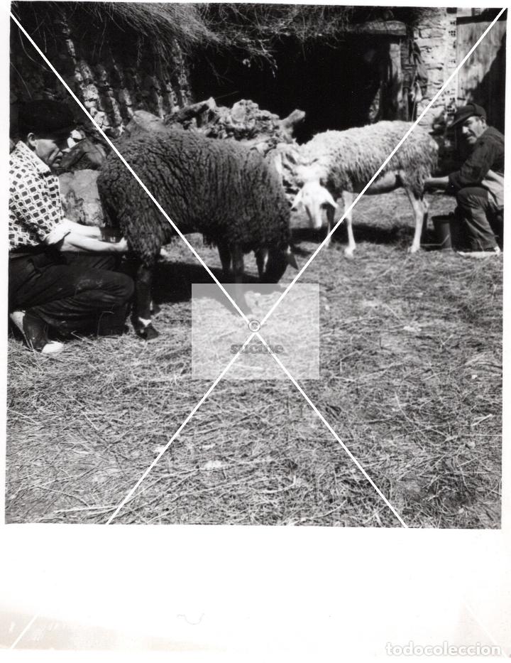 Antique Photography: PROVINCIA DE CASTELLON EN EL RECUERDO ANTIGUOS OFICIOS EL PASTOREO FOTOGRAFIA ORIGINAL TAMA&Ntilde;O 10X10