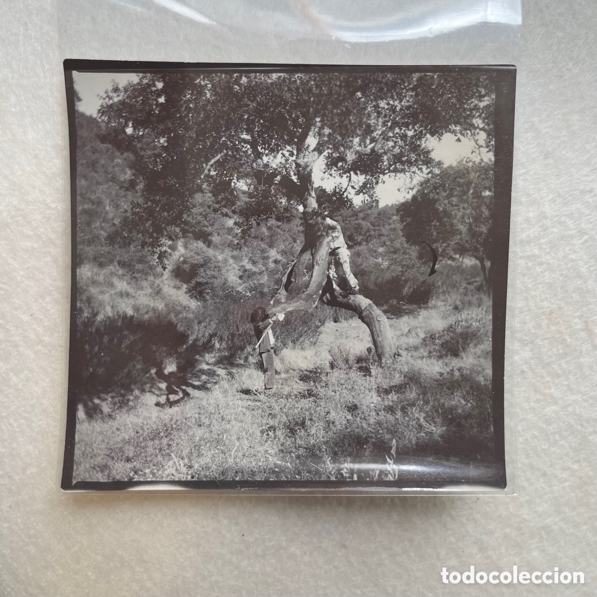 Fotograf&iacute;a antigua: ANTIGUA FOTOGRAF&Iacute;A TRABAJADORES DEL CORCHO / CAMPO / SIERRA / ENCINA