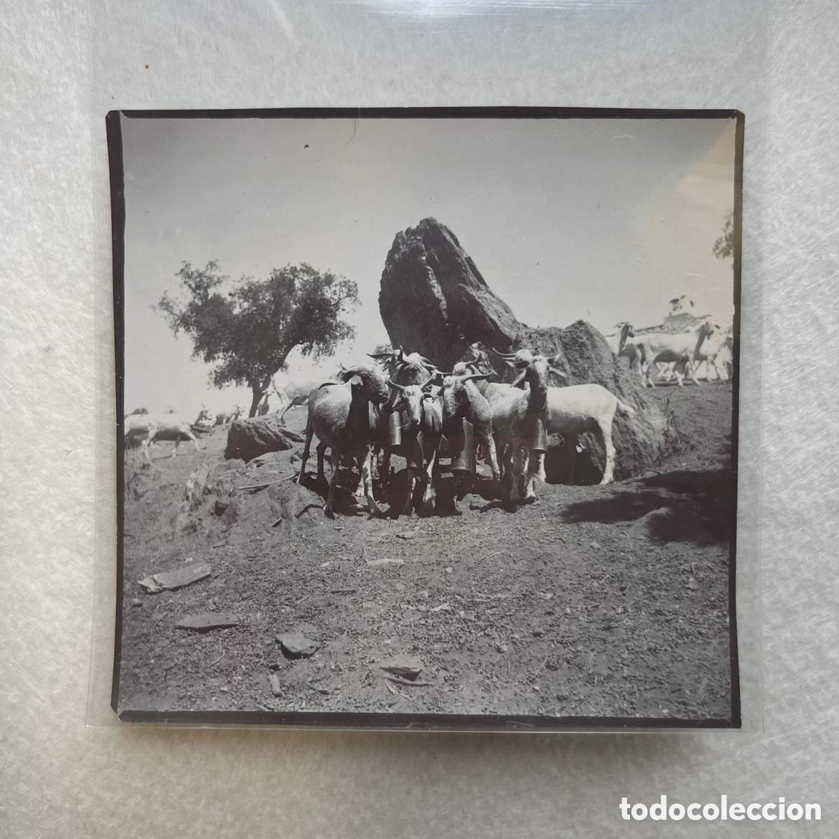 Fotograf&iacute;a antigua: ANTIGUA FOTOGRAF&Iacute;A REBA&Ntilde;O DE CABRAS / CAMPO / SIERRA