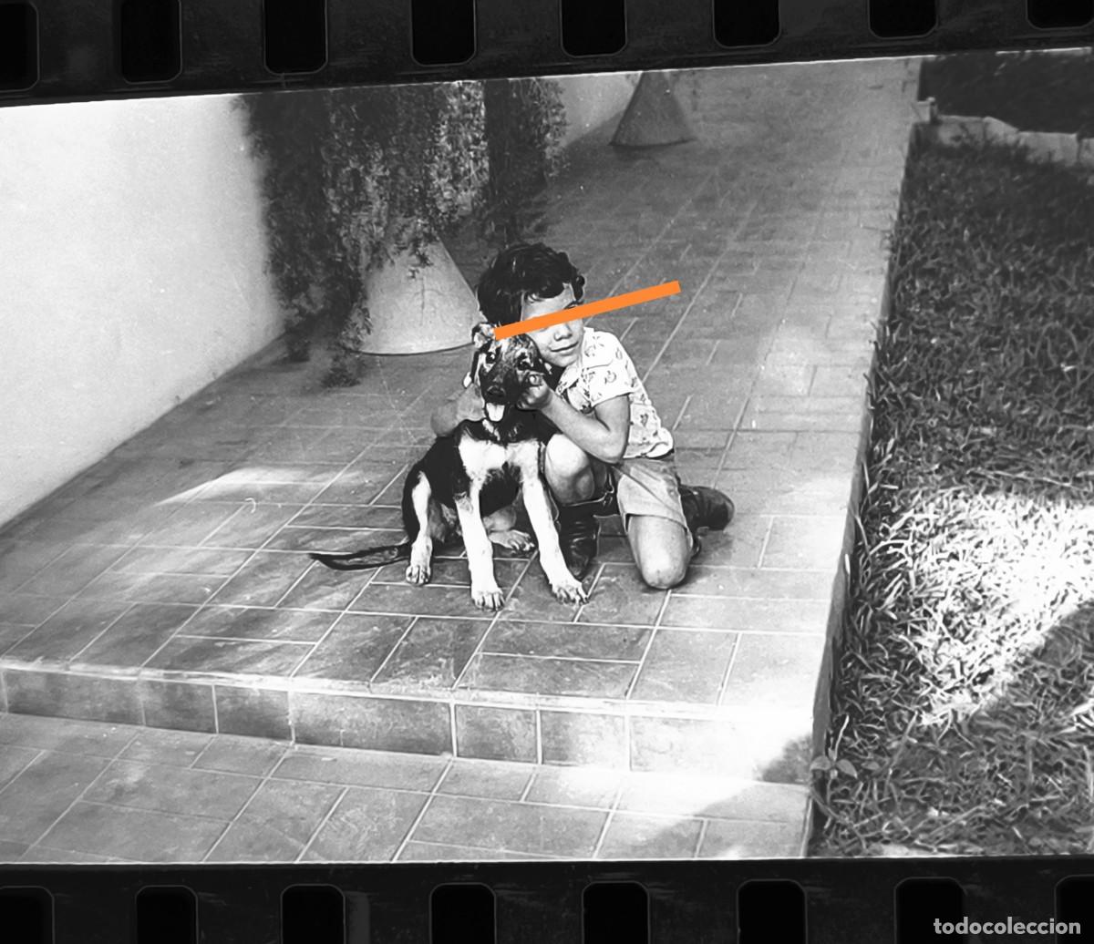 Fotograf&iacute;a antigua: Antiguo negativo o clich&eacute; de fotograf&iacute;a. Ni&ntilde;o con el perro. A&ntilde;os 70.