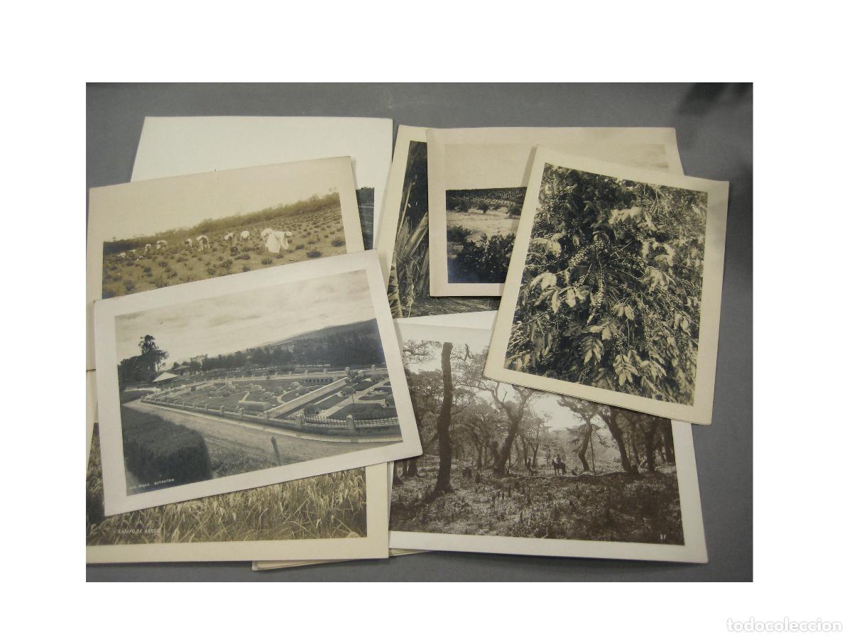 Fotograf&iacute;a antigua: LOTE DE 16 FOTOGRAF&Iacute;AS DE PRODUCCI&Oacute;NES DE CAF&Eacute; , ARROZ Y CANNABIS EN BRASIL