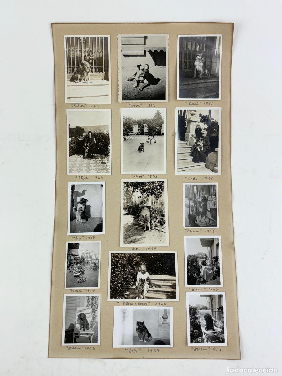 Antique Photography: 15 FOTOGRAF&Iacute;AS DE PERROS 1920'S. TAMA&Ntilde;O HOJA 23X41CM.