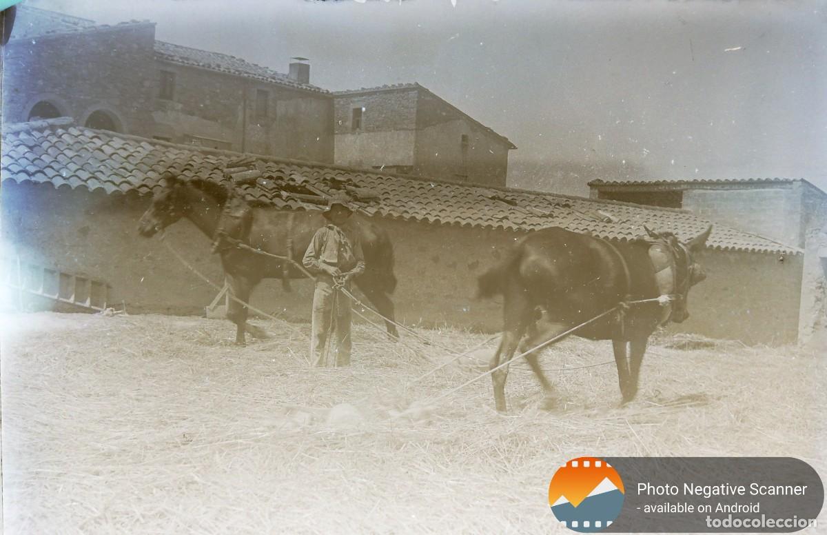 Fotograf&iacute;a antigua: Ni&ntilde;o agricultor con caballos. Antiguo clich&eacute;. Negativo cristal. Masia de Catalunya. Agricultura