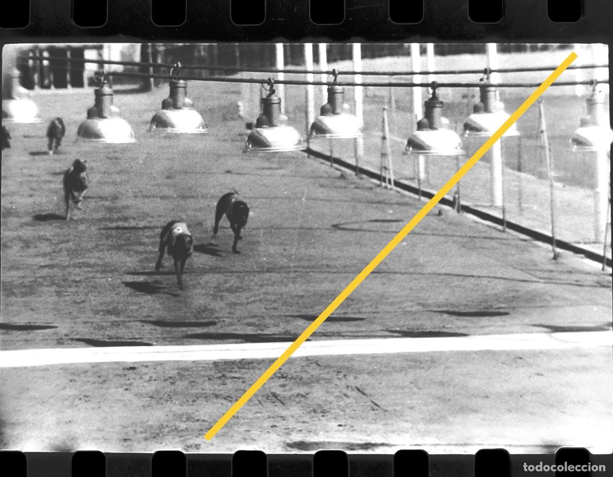 Alte Fotografie: Antiguo negativo de fotograf&iacute;a. Carrera de perros, Galgos. Can&oacute;dromo de Valencia. A&ntilde;o 1961.