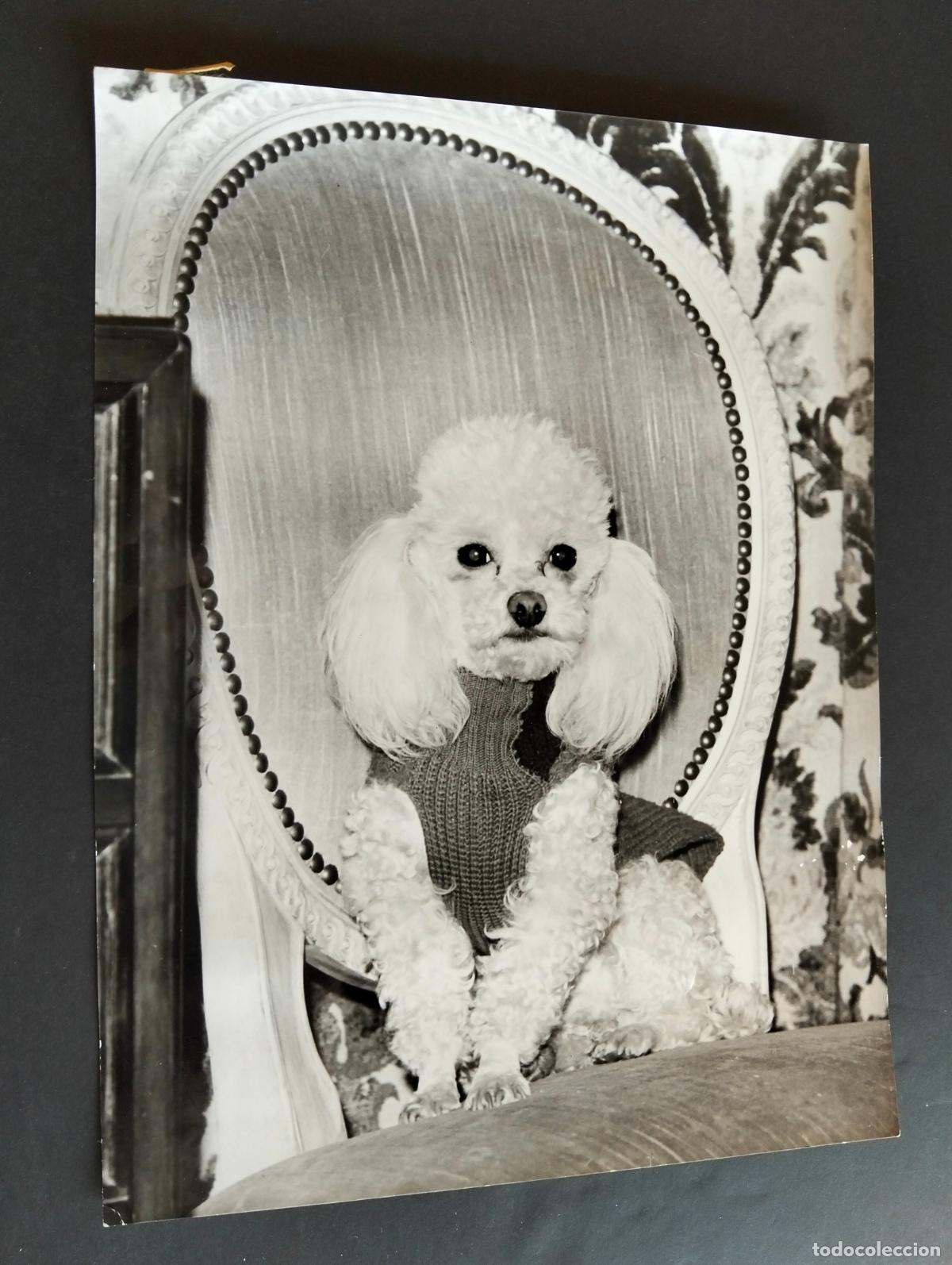 Fotografia antica: MARUJITA DIAZ ACTRIZ PERRO FOTOGRAFIA ANTIGUA ORIGINAL A&Ntilde;OS 60 18 X 24 CM